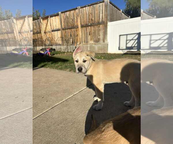 Medium Photo #5 German Shepherd Dog-Great Pyrenees Mix Puppy For Sale in Bountiful, UT, USA