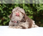 Small #4 ShihPoo