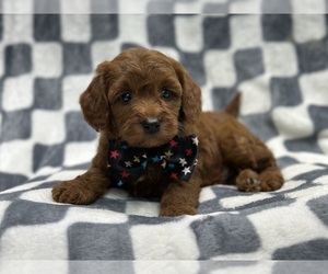 Goldendoodle (Miniature) Puppy for sale in LAKELAND, FL, USA