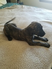 Presa Canario Puppy for sale in MILWAUKEE, WI, USA