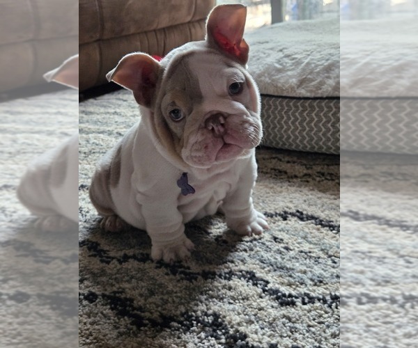 Medium Photo #14 English Bulldog Puppy For Sale in SACRAMENTO, CA, USA