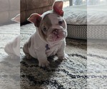 Small #13 English Bulldog