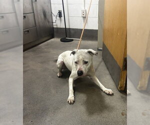 Mutt Dogs for adoption in Forestville, MD, USA