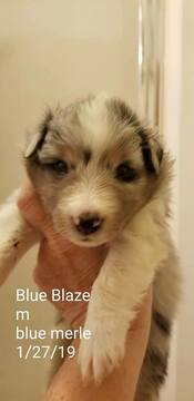 Medium Photo #2 Shetland Sheepdog Puppy For Sale in MOUNT WASHINGTON, KY, USA