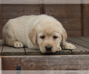 Labrador Retriever Puppy for sale in AUGUSTA, WI, USA