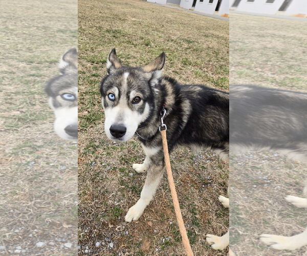 Medium Photo #4 Siberian Husky-Unknown Mix Puppy For Sale in Rustburg, VA, USA
