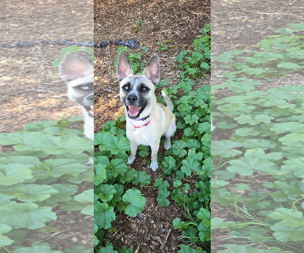 Medium Photo #7 Basenji-Unknown Mix Puppy For Sale in Newport Beach, CA, USA