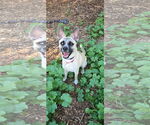 Small #6 Basenji Mix