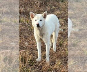 Shiba Inu Mix Dog for Adoption in Minneapolis, Minnesota USA