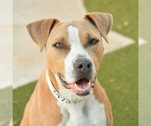 American Staffordshire Terrier Dogs for adoption in Fort Lauderdale, FL, USA