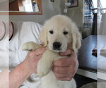 Small Photo #2 English Cream Golden Retriever Puppy For Sale in NORTHWOOD, OH, USA