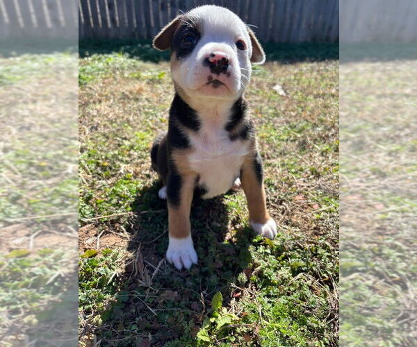Medium Photo #4 Australian Shepherd-Unknown Mix Puppy For Sale in OKLAHOMA CITY, OK, USA