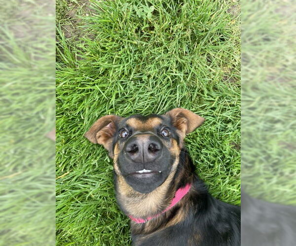 Medium Photo #2 German Shepherd Dog Puppy For Sale in Petaluma, CA, USA