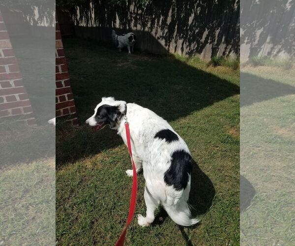 Medium Photo #16 Great Pyrenees-Unknown Mix Puppy For Sale in Houston, TX, USA