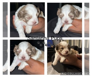 ShihPoo Puppy for sale in CLEVELAND, OH, USA