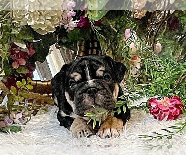 Medium Photo #5 Bulldog Puppy For Sale in CALDWELL, TX, USA