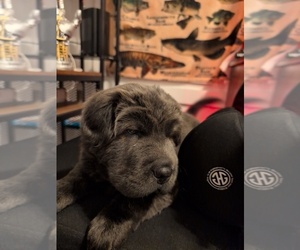 Chinese Shar-Pei Litter for sale in MILAN, IL, USA