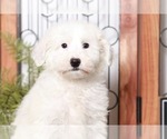 Small Photo #2 Sheepadoodle Puppy For Sale in NAPLES, FL, USA