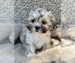 Small #5 Zuchon