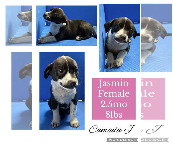 Medium Photo #2 Chug Puppy For Sale in Virginia Beach, VA, USA