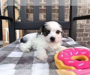YorkiePoo Puppy for sale in INDIANAPOLIS, IN, USA