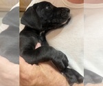 Puppy Atuanya Great Dane