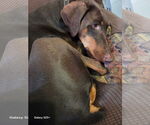 Small #4 Doberman Pinscher
