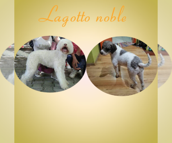Medium Photo #10 Lagotto Romagnolo Puppy For Sale in Arangelovac, Central Serbia, Serbia