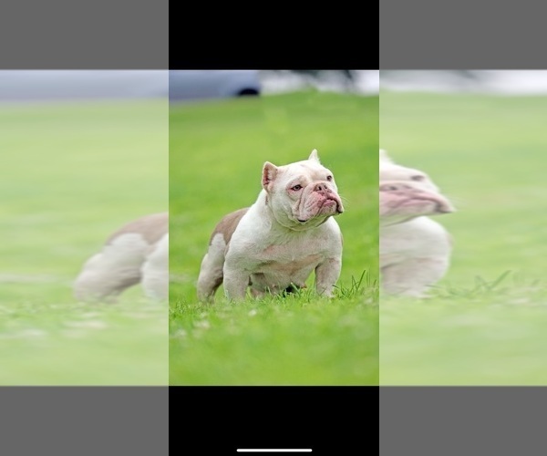Medium Photo #1 American Bully Puppy For Sale in BELL GARDENS, CA, USA