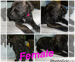 Small #3 Cane Corso-Presa Canario Mix