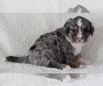 Small Photo #3 Bernedoodle Puppy For Sale in FREDERICKSBURG, OH, USA