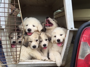 Great Pyrenees Puppy for sale in WINGINA, VA, USA