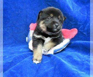 Shiba Inu Puppy for sale in NORWOOD, MO, USA