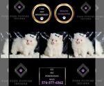Small Photo #7 Pomeranian Puppy For Sale in WARSAW, IN, USA