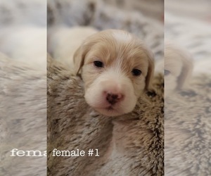 Aussiedoodle-Miniature Bernedoodle Mix Puppy for Sale in CARLYLE, Illinois USA