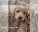Puppy 1 Aussiedoodle-Miniature Bernedoodle Mix