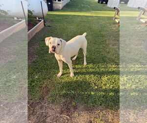 Boxer Dogs for adoption in  Katy, TX, USA