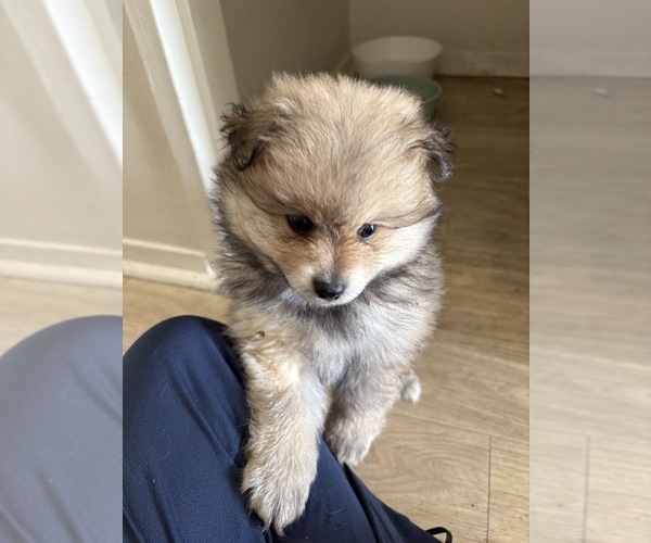 Medium Photo #1 Pomeranian Puppy For Sale in SAN FRANCISCO, CA, USA