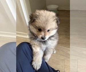 Medium Pomeranian
