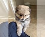 Puppy 1 Pomeranian