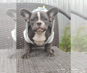 French Bulldog Puppy for sale in BEVERLY HILLS, CA, USA