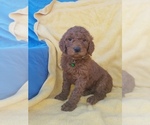 Small Photo #9 Poodle (Standard) Puppy For Sale in LOWELL, AR, USA