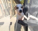 Small Photo #2 Chihuahua-Unknown Mix Puppy For Sale in Atlanta, GA, USA