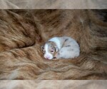Small #7 Australian Shepherd