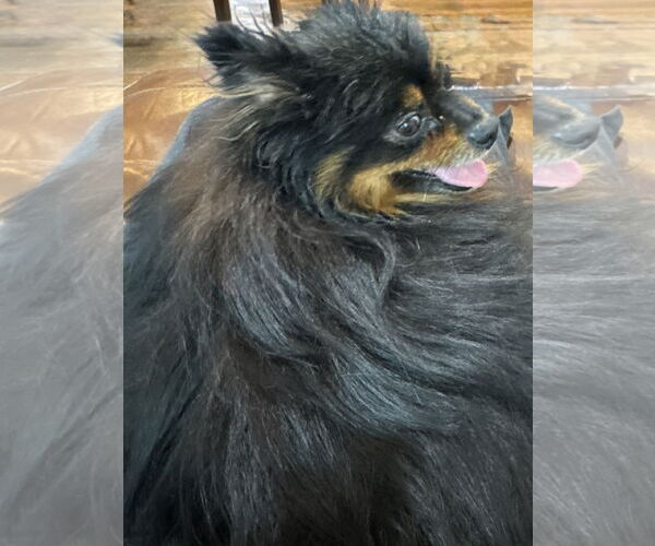 Medium Photo #5 Pomeranian Puppy For Sale in St. Louis Park, MN, USA