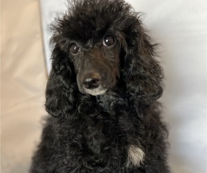 Poodle (Miniature) Puppy for sale in PASO ROBLES, CA, USA