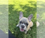 Small #5 French Bulldog