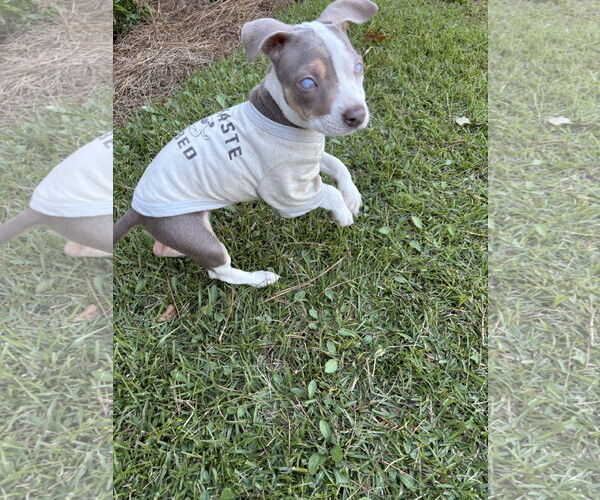 Medium Photo #1 American Pit Bull Terrier Puppy For Sale in Mount Pleasant, SC, USA
