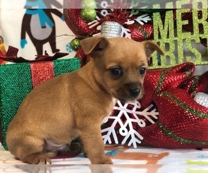 Chorkie Puppy for sale in CLAY, PA, USA