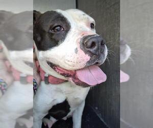 American Staffordshire Terrier-Unknown Mix Dogs for adoption in San Antonio, TX, USA